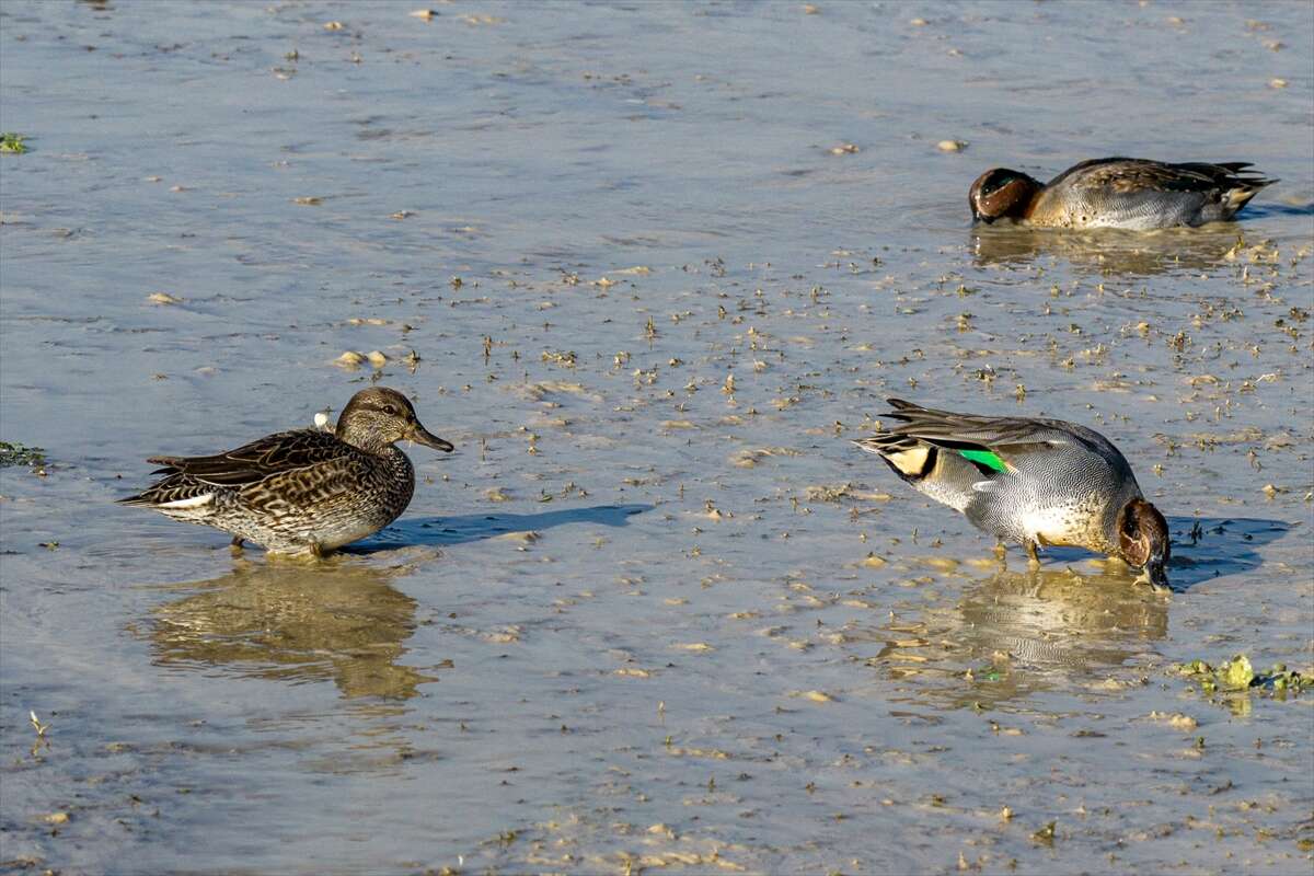 Konya merkezi sulayan kaynakta hareketlilik başladı 16